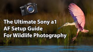 The Ultimate Sony a1 AF Setup Guide For Wildlife Photography [upl. by Bender88]