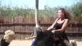 Riding an ostrich in Oudtshoorn South Africa [upl. by Shurwood252]