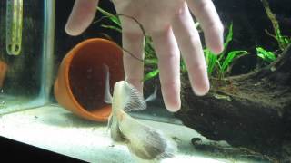 Long Finned Oscar Hand Feeding [upl. by Bowles]