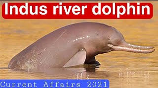 Indus River dolphin  Platanista gangetica minor [upl. by Oiluig834]