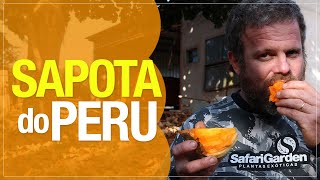 A deliciosa Sapota do Peru ou Sapota Solimões [upl. by Elsi514]