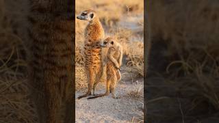 Meerkats मीरकैट्स shorts trending viral videos meerkat [upl. by Newlin574]