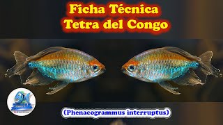 Ficha Técnica Tetra del Congo Phenacogrammus interruptus [upl. by Elleirol]