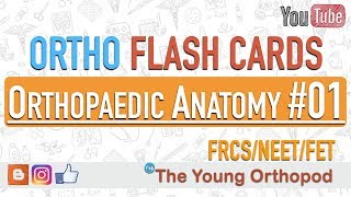 Ortho Flash Cards  Orthopaedic Anatomy 01  NEET PG  USMLE  MRCS  The Young Orthopod [upl. by Ainocal]