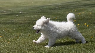 The Incredible Story of Famous Great Pyrenees Dogs [upl. by Nnayar]