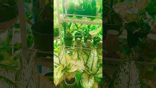 मैं तो गोल मटोल  shorts video  tendeg 🌺🌿🕉️🔱🎈 [upl. by Lanta]