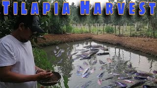 Tilapia Harvest From Small Fishpond  Buhay Probinsya Episode3 [upl. by Drehcir]