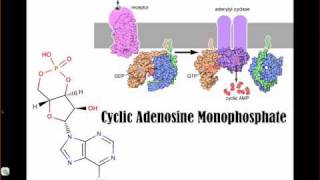 Activation of Protein Kinase A by cAMP [upl. by Grantland]