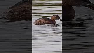 little grebe eating a very small fish in Poole park Dorset hand held at distance shorts birds [upl. by Lorimer]