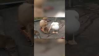 Pelican Tries to Eat Capybara [upl. by Karleen]