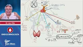 ENDOCRINOLOGÍA Esquemas de repaso Qx Medic 2023 [upl. by Coumas]