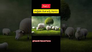 Part1 పొట్టేళ్ల కు మేత ఇచ్చే విధానం How to give sheep feeding sheepfarmer sheep sheepfarming [upl. by Naus104]