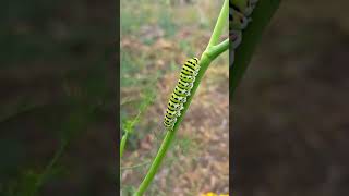 Chenille dun papillon  Caterpillar of a butterfly nature svt viral insects spring [upl. by Nuzzi]