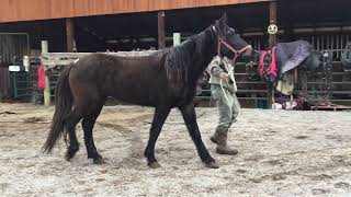 Sold 8791 4yr old 15HH black mustang gelding 850 3124 [upl. by Eatnoed]