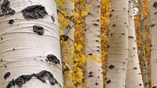 Utahs State Tree The Quaking Aspen by Monroe Elementary [upl. by Hertberg9]