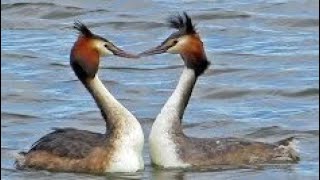 L👀K  GREAT CRESTED GREBES Courtship WEED DANCE  Podiceps cristatus [upl. by Harsho]