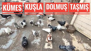 KÜMES GÜVERCİNLE DOLMUŞ TAŞMIŞ [upl. by Leena]