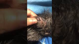 Persian cat extreme Dandruff condition [upl. by Aronos]