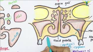 Maxillary Air Sinus Anatomy  Paranasal Air Sinuses  Function  Location  Relations  Blood Supply [upl. by Aicenaj]