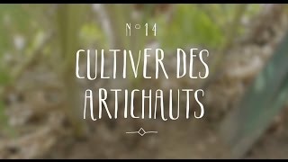 Cultiver des artichauts [upl. by Pember761]