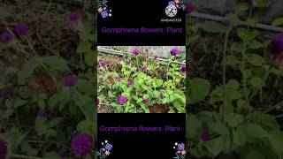 Gomphrena Flower Plant or Globe Amaranth or Bogada Banti or Vadamalli nature shorts flowers [upl. by Zigmund]