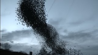 Incredible starling murmuration [upl. by Anairam]