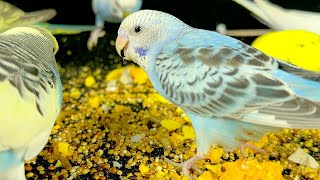 Foodie Moment Watch the budgies enjoying delicious colorless millet and egg yolks [upl. by Hannus]