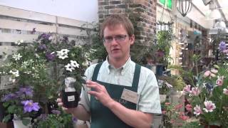 How to Grow and Care for Heliotrope [upl. by Rebbecca153]