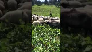 Transcarpathia sheep on pasture [upl. by Mikeb423]