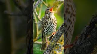 Song Thrush singing at dawn  UK Birds shorts [upl. by Farmann873]