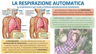 COME FUNZIONA LA RESPIRAZIONE [upl. by Ueik]