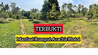 Inilah Manfaat Rumput Arachis Pintoi Dimusim Kemarau Untuk Kebun Durian Kita [upl. by Nnylireg353]