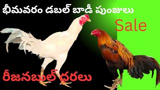 sale భీమవరం డబల్ బాడీ టు టాప్ క్వాలిటీ పంజులు సేల్ videoviral9542131141 [upl. by Leirud716]