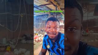 Symptoms of salmonella ajufarmsowerri broilers chicken poultry freshfeedmattersbroiler owerri [upl. by Patt]