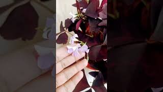 Oxalis Triangularis plant care viralvideo plants shortvideo trending gardening summercare [upl. by Krasner]