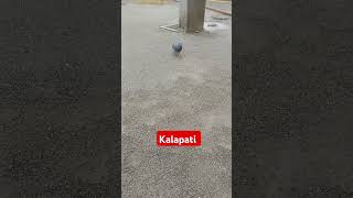 highlights dove kalapati [upl. by Payne]