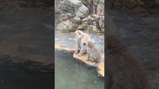 Snow ❄️ Monkey Park  Parque de los macacos  Monos japoneses 🐒 de las nieves  Jigokudnai 地獄谷 野猿公園 [upl. by Anisah]