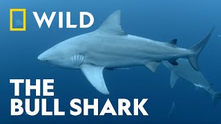 Why are Bull Sharks in Rivers  Shark Attack 360  National Geographic WILD UK [upl. by Kolnick]