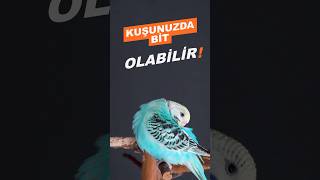 Bu yöntem ile kuşunuzda bit olduğunu öğrenin [upl. by Udele]