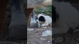 Griechenland Meteora Im Reitstall mit den Puppies dog travel [upl. by Biegel]