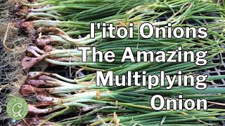 Iitoi Onion Growing Guide The Amazing Multiplying Onion [upl. by Hadlee]