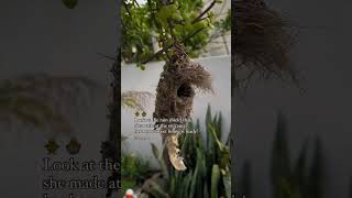 A bird’s nest from The Sepal’s garden hummingbird [upl. by Laet]