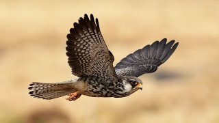 SialsirHunbi neia zin thin Mizoram ahAmur Falcon [upl. by Odie]