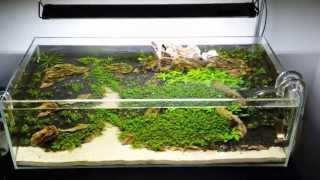 ADA 60F  Ohko Mountains  Update 1 [upl. by Suhcnip]