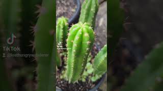 quotOgun x Tungoquot Pachanoi seedlings trichocereus cactus plants gardening cacti [upl. by Harmony]