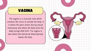 Female Reproductive System Anatomy Function and Hormonal Regulation [upl. by Matilde]