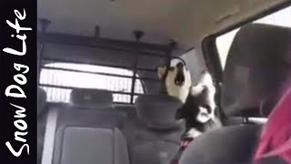 Siberian huskies howling in the car [upl. by Traweek]