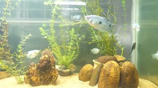 Three Spot Gouramis Aquarium  Size  Care  Tank Mates [upl. by Zamir]