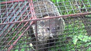 Angry Wild Trapped Groundhog [upl. by Htrap]