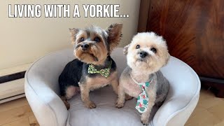 You know you live with a Yorkie when [upl. by Nyleuqaj451]